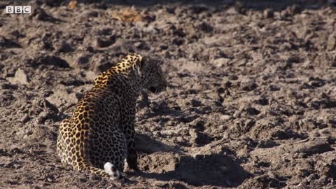 Leopard Learns How to Catch a Fish _ BBC Earth.