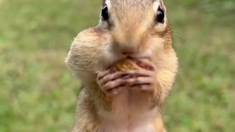 #Peanuts eating squirrels😍😂