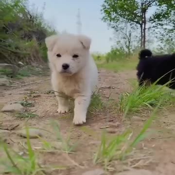 Puppy and pretty cat