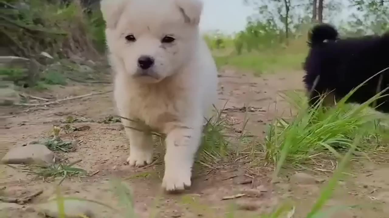 Puppy and pretty cat