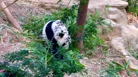 Giant Panda