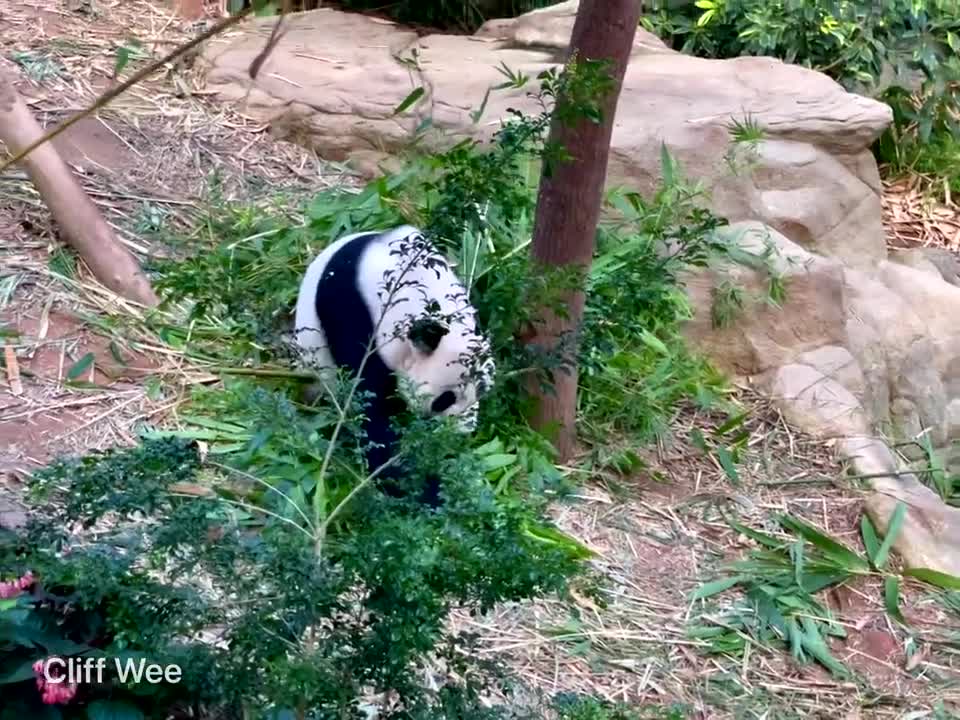 Giant Panda