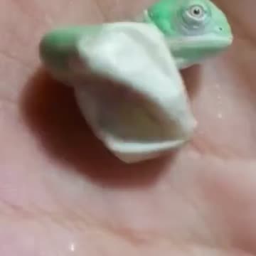 Baby chameleon's first camouflage