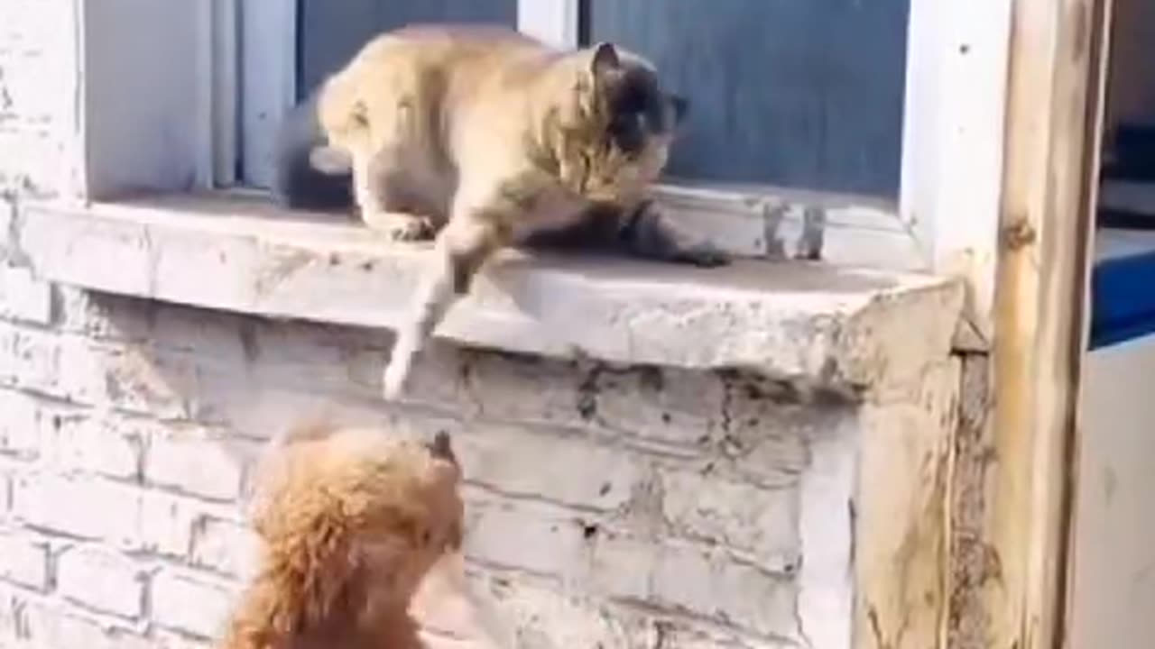 Do you think this little dog can catch the cat, or will the cat win again? 🐶🐱 Watch to find out!