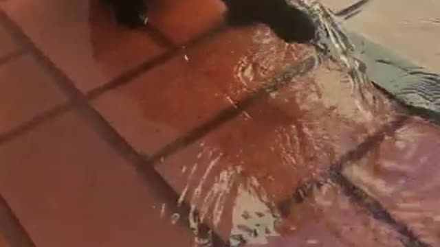 Is it possible for a cat to like water?