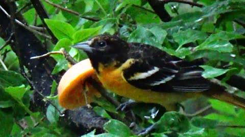 Oriole