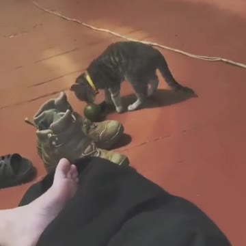 Cat Time. Ukraine American equipment