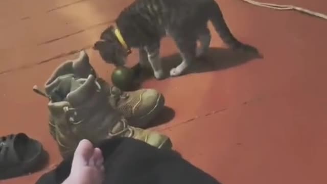 Cat Time. Ukraine American equipment