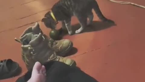 Cat Time. Ukraine American equipment