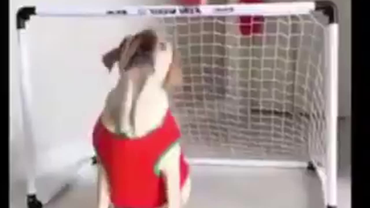 Funny Video 4