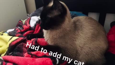 Pets Grooming