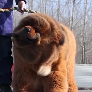 Amazing Big Dog Video || Entertainment Dog Video