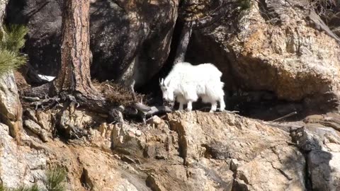 Happy With Wild Animals