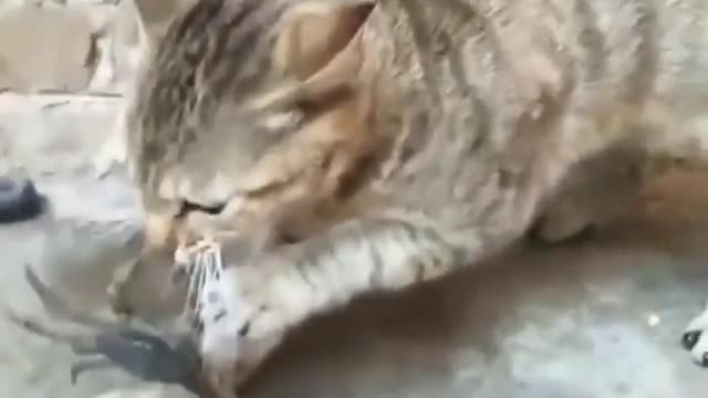 Funniest Videos 2023 😂 Funny Cats 🐱 and Dogs 🐶 part 02