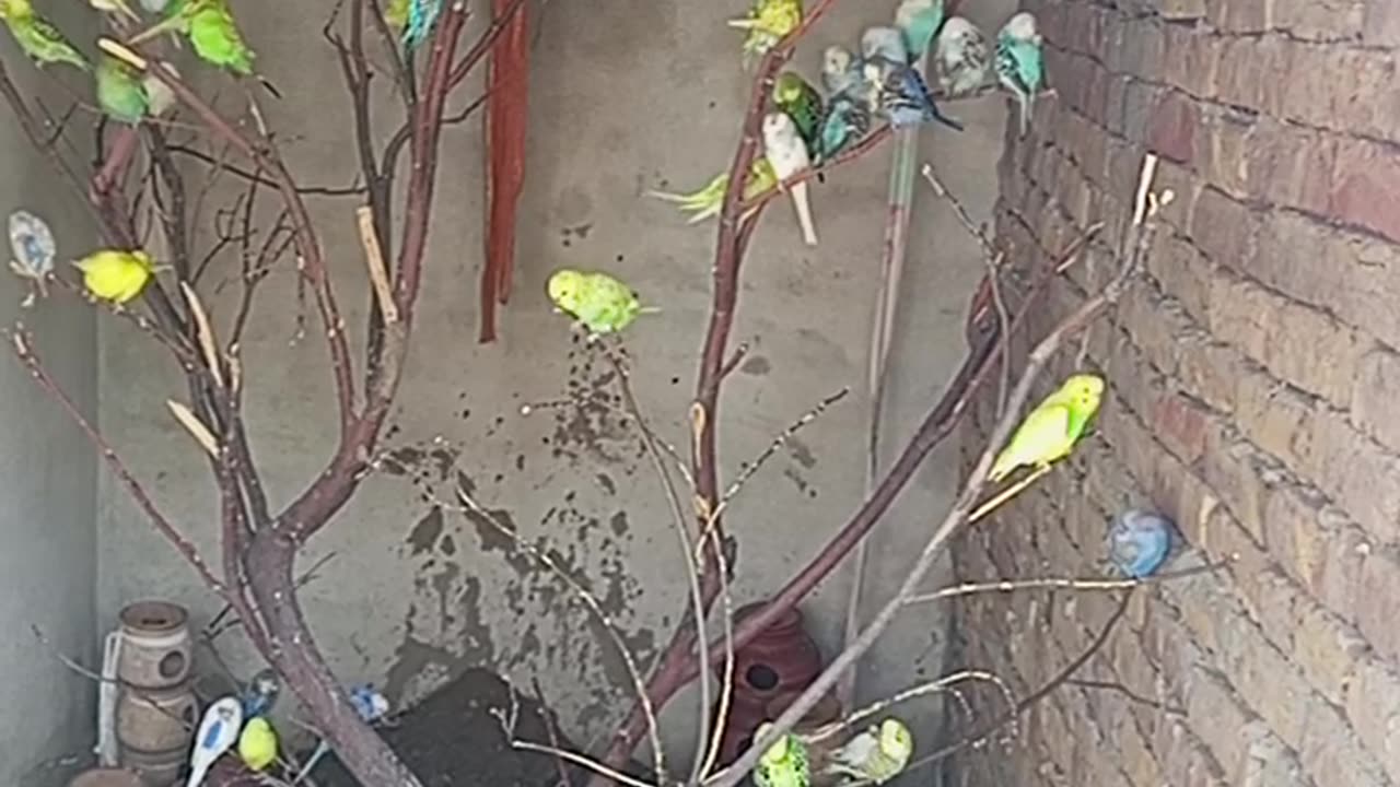 Parrot video at my home colony