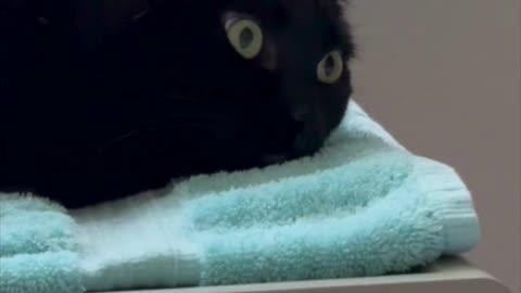 Adopting a Cat from a Shelter Vlog - Cute Precious Piper Relaxes on Her Towel in Her Spa #shorts