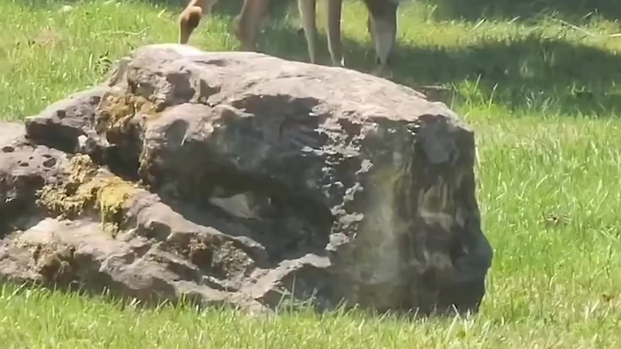 Deer attack coyote to save her child