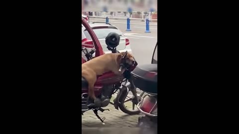 CAT AND DOG FUNNY VIDEOS