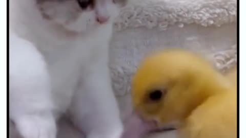 🐤: Apaan nih? #cat #pets #kitten #duck #catfunny #kucinglucu #anakkucinglucu #fyp