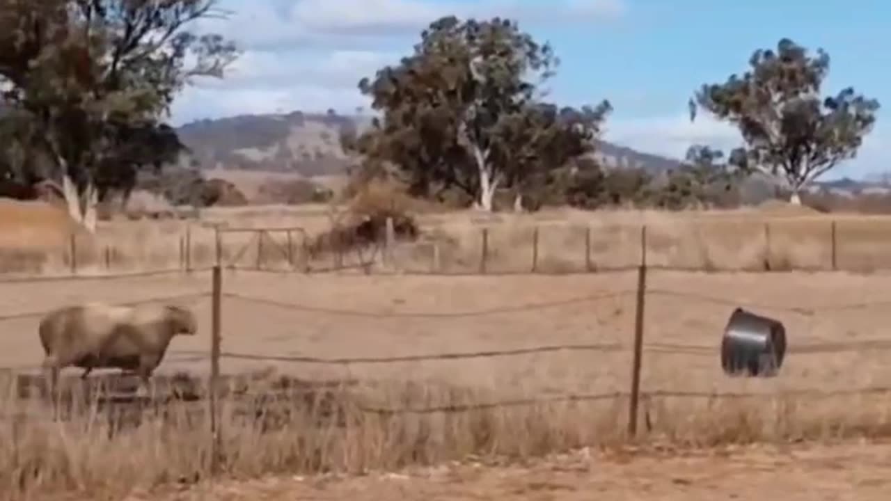 Watch what happens! Funny sheep video.