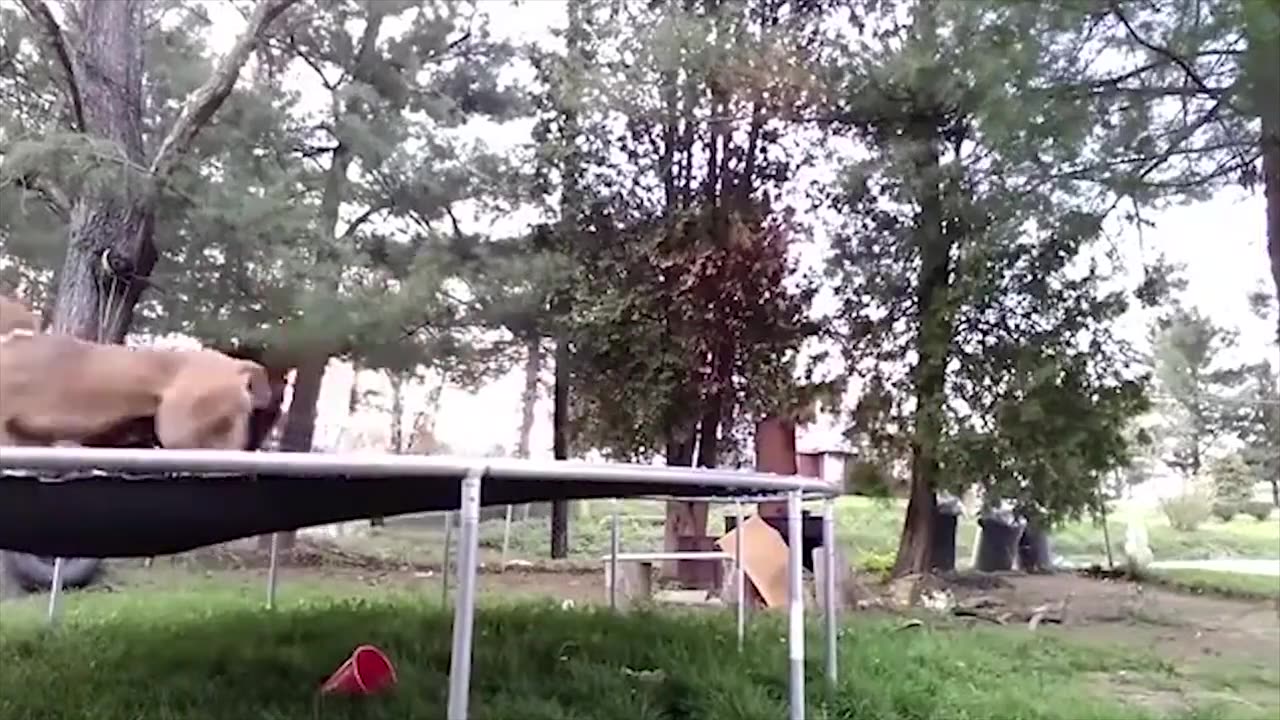funny video