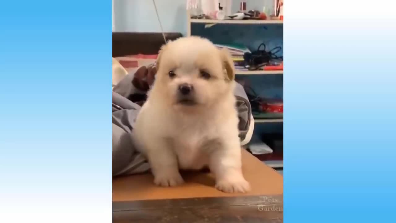 top funny cats