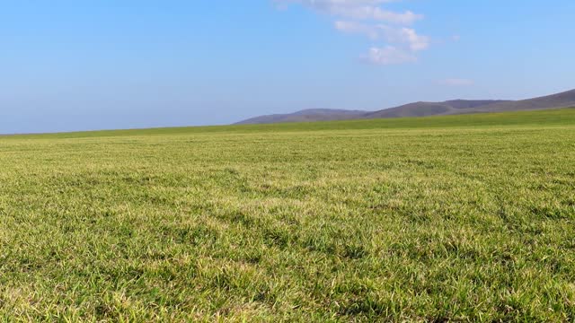 The beginning of spring nature of the North Caucasus birdsong in the field in Chechnya in the