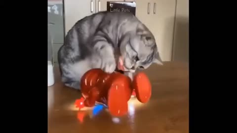 Cat Hates Iron Man | Cute Cat 😺 | TheSPARROW