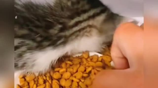 #tiktok #fyp #foryou #cat #funny #catlovers #kitten #kitty #meow