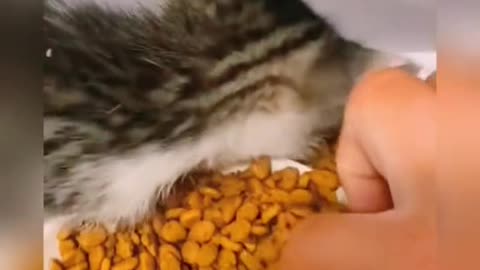 #tiktok #fyp #foryou #cat #funny #catlovers #kitten #kitty #meow