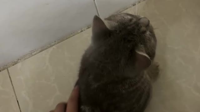 The owner is enjoying petting the cat