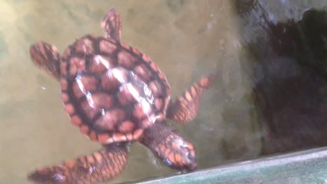 Pink Sea Turtle In Srilanka