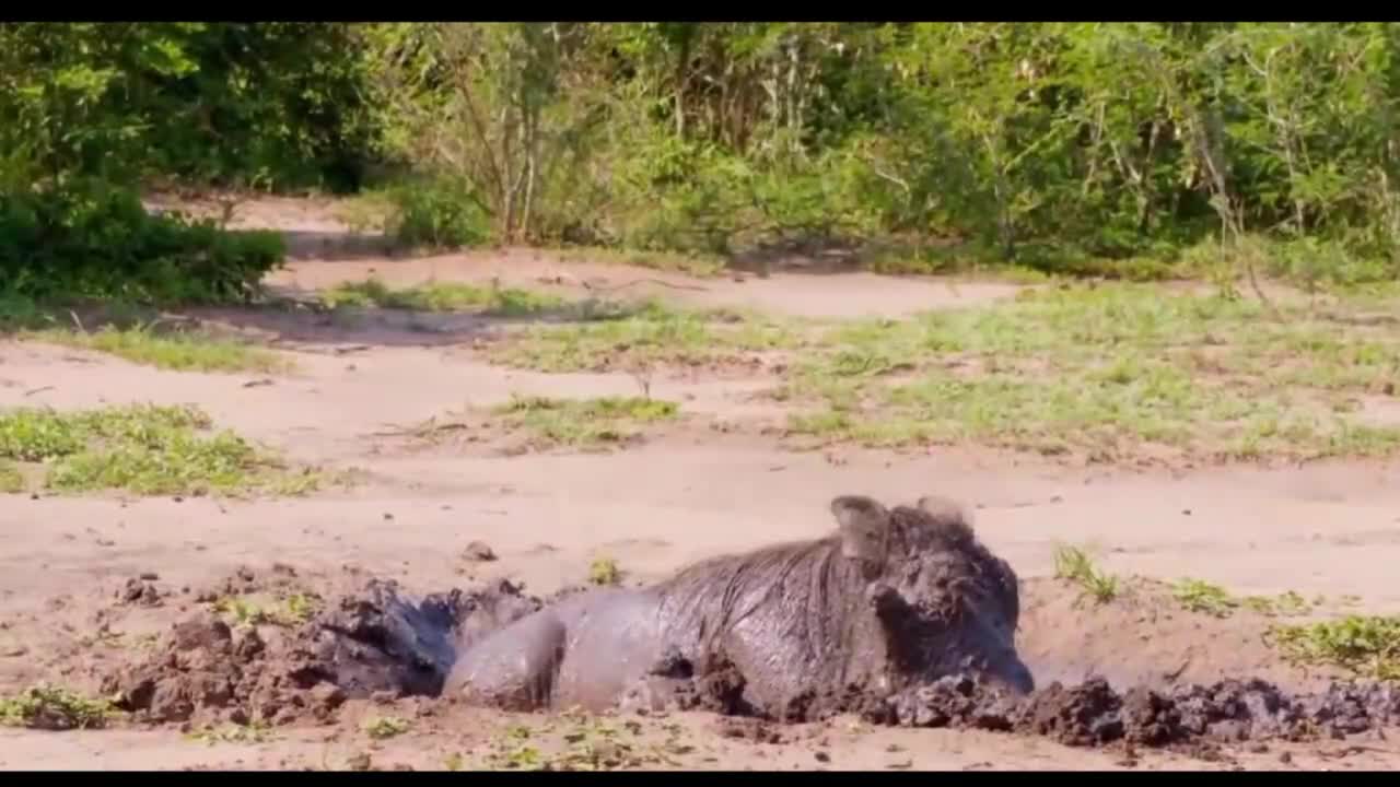 Warthogs are comfortable rolling in the mud