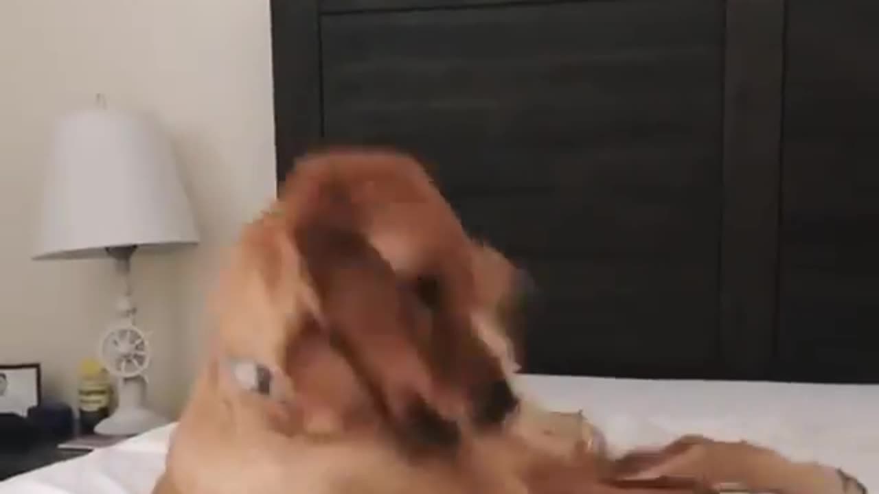 Funny animals l dogs πΆππΆ