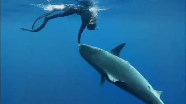 Play with sharks and feel the kindness of nature.
