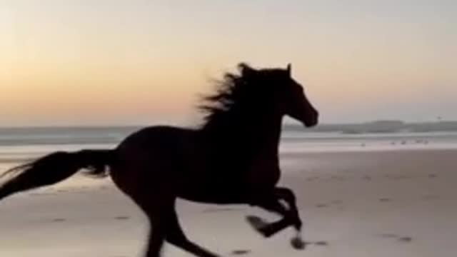 Latest version of the year|Super cool horses | Interesting pet dogs and cats