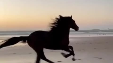 Latest version of the year|Super cool horses | Interesting pet dogs and cats