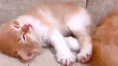 Cute lazy kitty,s enjoy 😂 😎#shorts #rumble