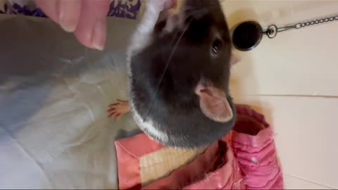 My 2 ratz