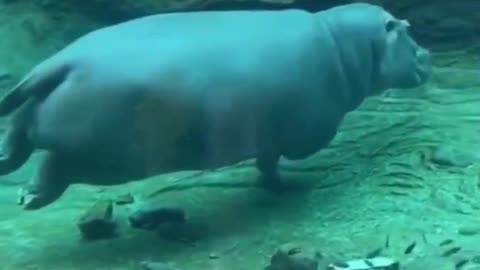 "Hippo's Serene Swim: Underwater Relaxation"