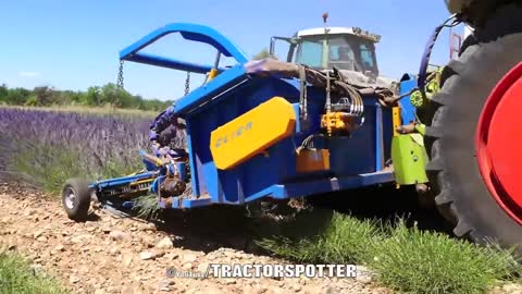 Lavender Harvest & Oil Distillation | Valensole - Provence - France 🇫🇷| large and small scale