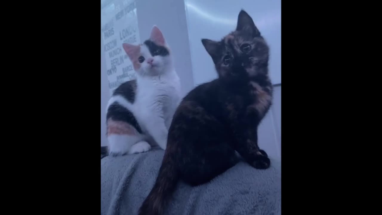 cat dancing on beat - cat funny video