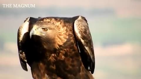 eagle killed hunter 💪💪💪