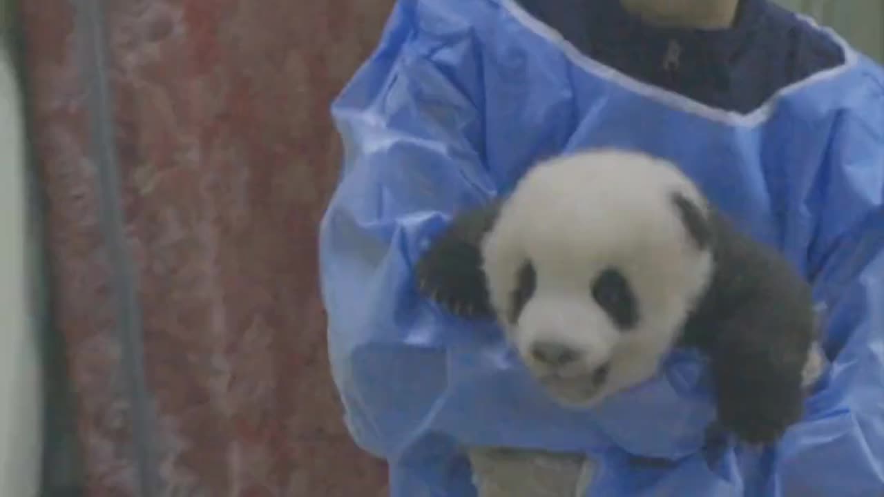 Many panda cubs