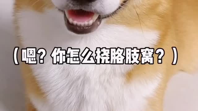 Hi hi HD cloud dog