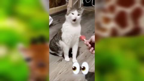 Samart cat cut Funny animals - Funny cats / dogs - Funny animal videos - cute cate