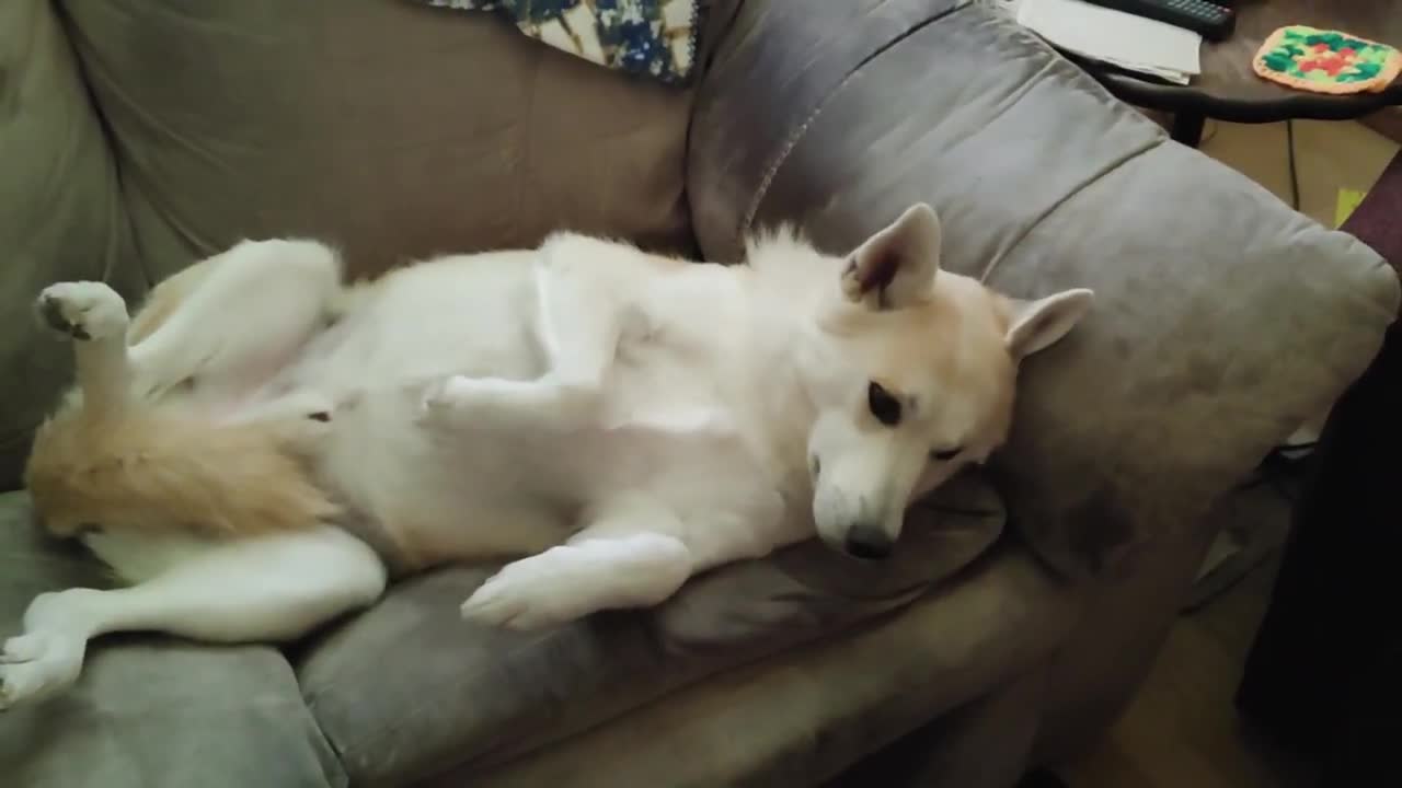 Husky Living His Best Life