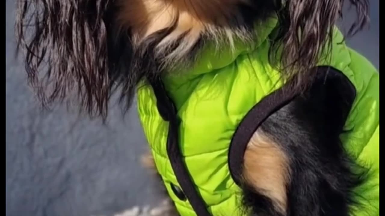 #cavalierkingcharlesspaniel #कुत्ता #puppy #doglovers #cutedogs #dogs
