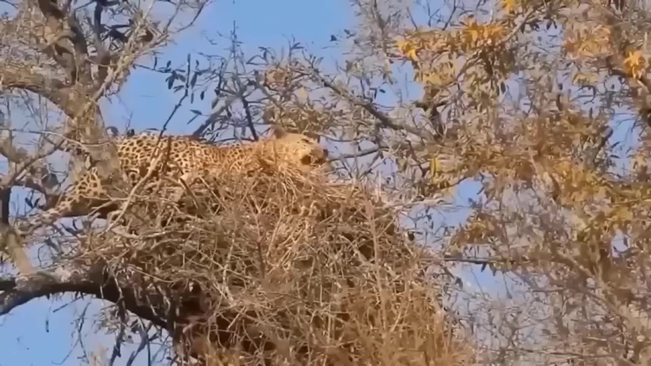 "Tragedy Unfolds: Leopard's Terrible Punishment for the Lion's Family!
