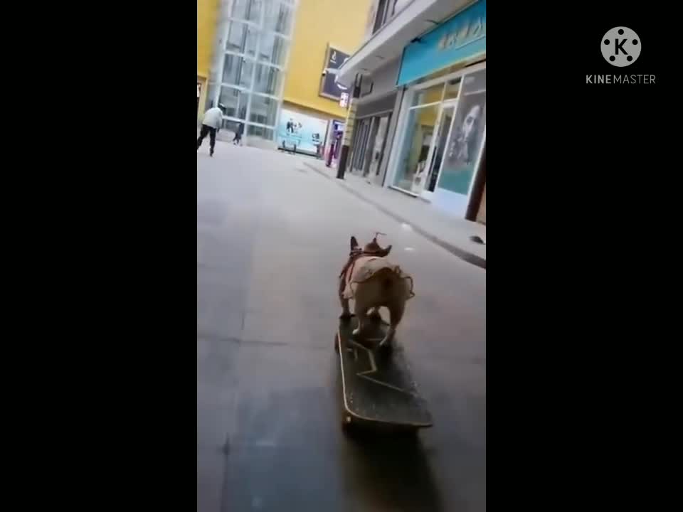 Cat Walk ♥️ So Cute Pet.